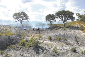 Desmatamento ameaça cerrado e caatinga em Minas