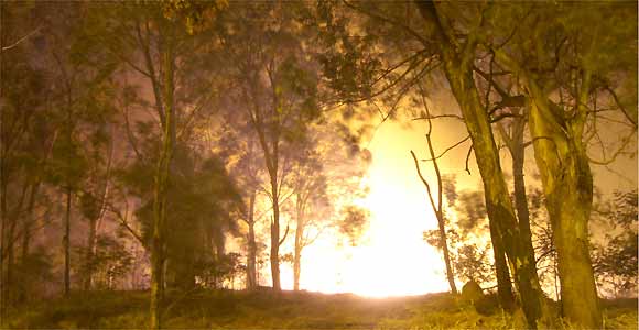 Incêndio destrói parte de mata da UFMG