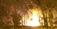 Incêndio destrói parte de mata da UFMG