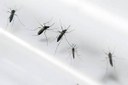 Pesquisa mineira ajuda a mapear a dengue no Brasil