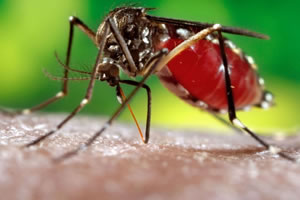 Pílula para combater criadouros da dengue aguarda aprovação da Anvisa